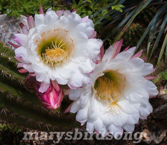 cactus-bluebonnets7001name001