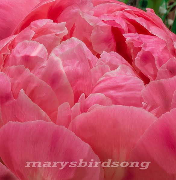 peonyinsidesizename001
