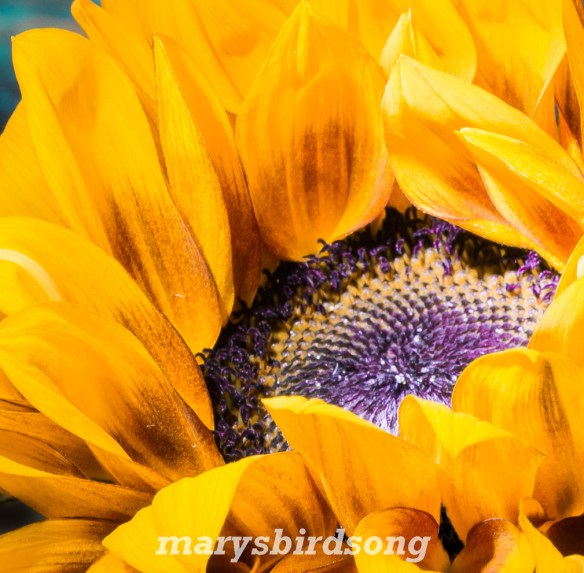 sunflowersizename001