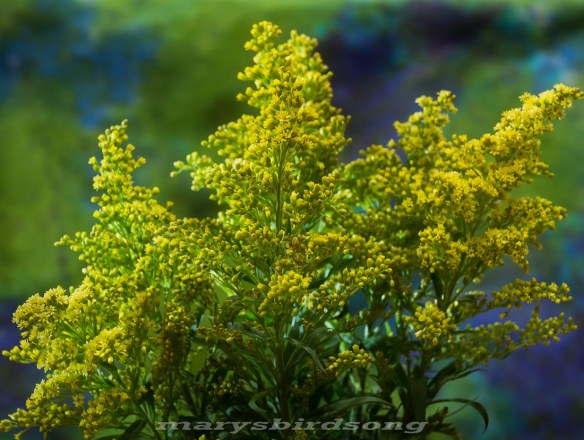 yellowstuffnamesine001