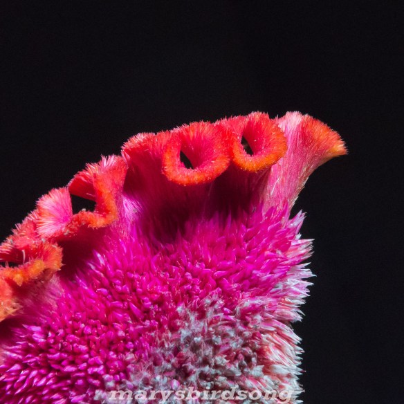 orange-purple-pink_namesize001