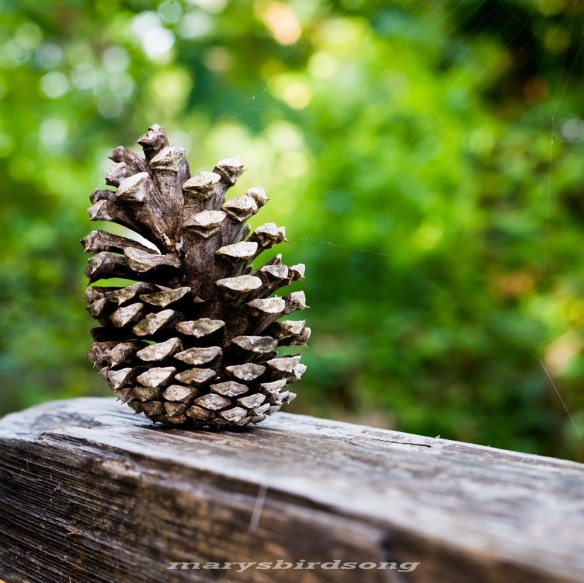 pinecone001