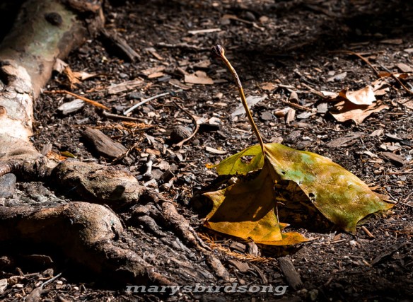 yellow leaft on groundwith rootnamesize001