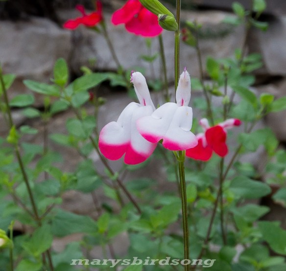 hot lips salvianamesizesharper001