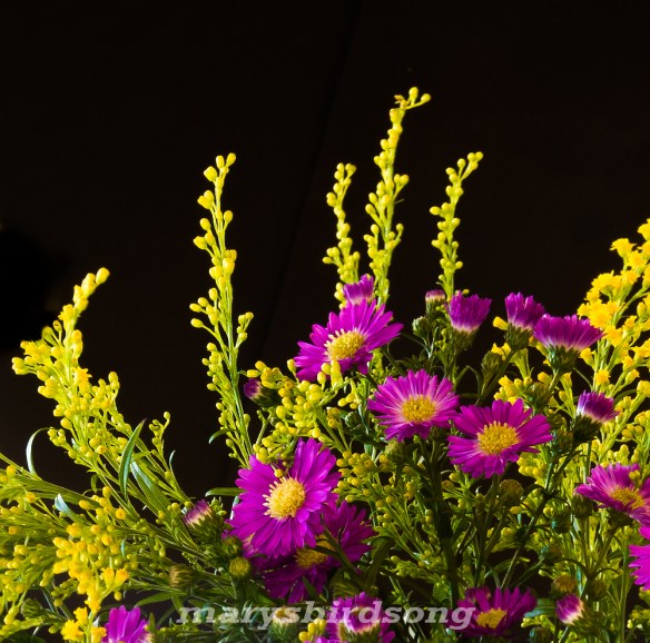 purplecornflowernamesize