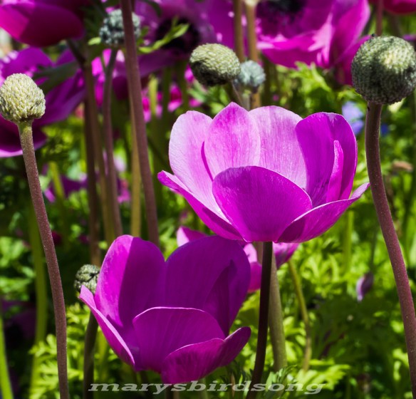 pink tulip likenamesize