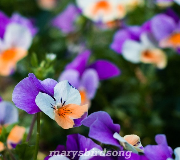 sweet williamnamesize