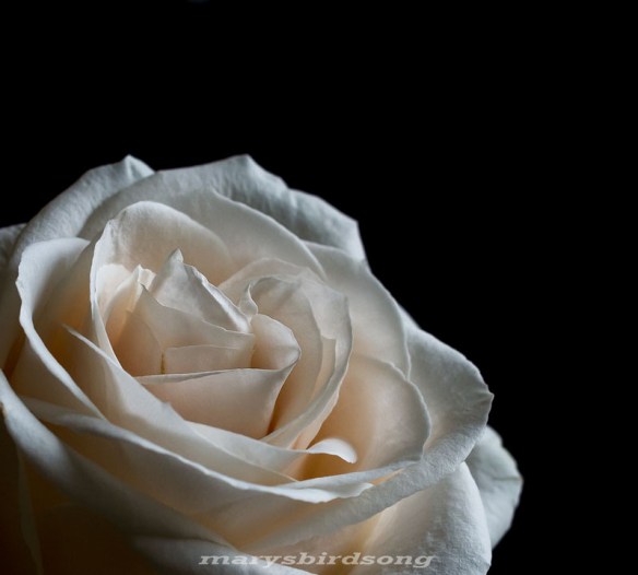 whiterosenamesize001