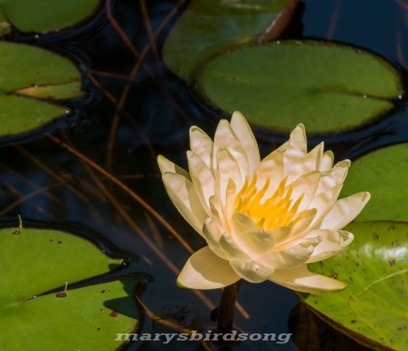 waterlillybrooksnamesize002