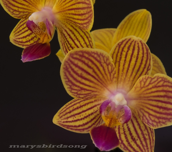 yelloworchidnamesize2