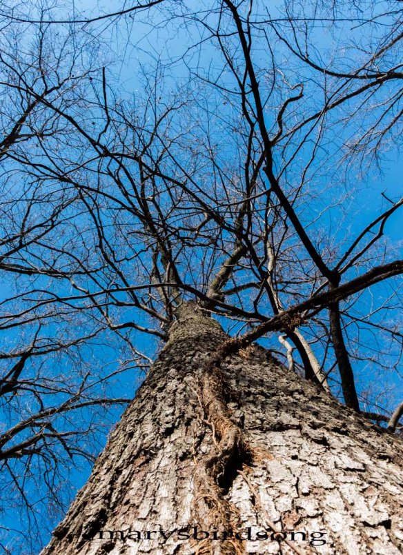 talltreewaitingforspringnamesize